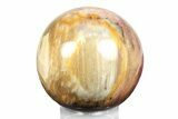 Colorful Petrified Wood (Araucaria) Sphere - Madagascar #245534-1